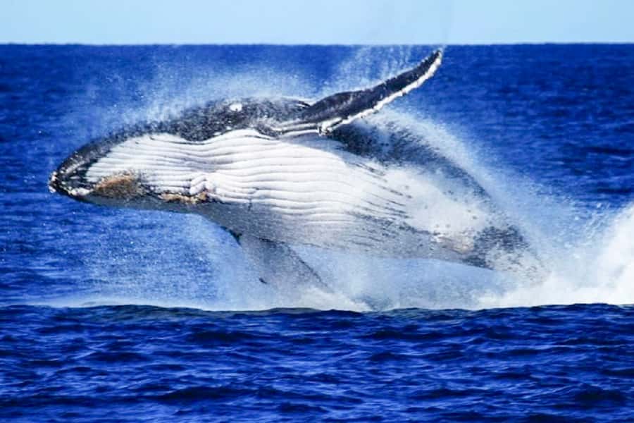 Brisbane: Whale Watching Cruise with Lunch - Setting out from the Redcliffe Peninsula