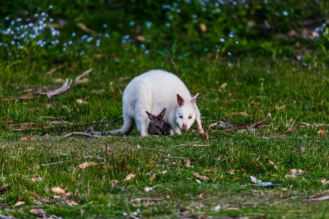 Bruny Island Traveller - Gourmet Tasting and Sightseeing Day Trip from Hobart - Honey, fudge, and chocolate stops