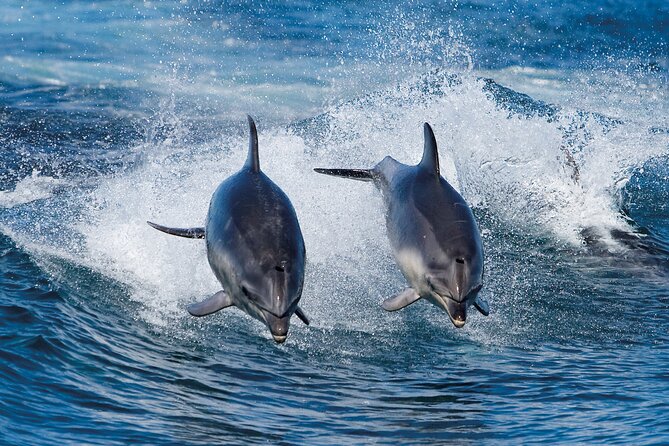 Bruny Island Wilderness Cruise from Adventure Bay, Bruny Island - The boat ride and the thrill factor
