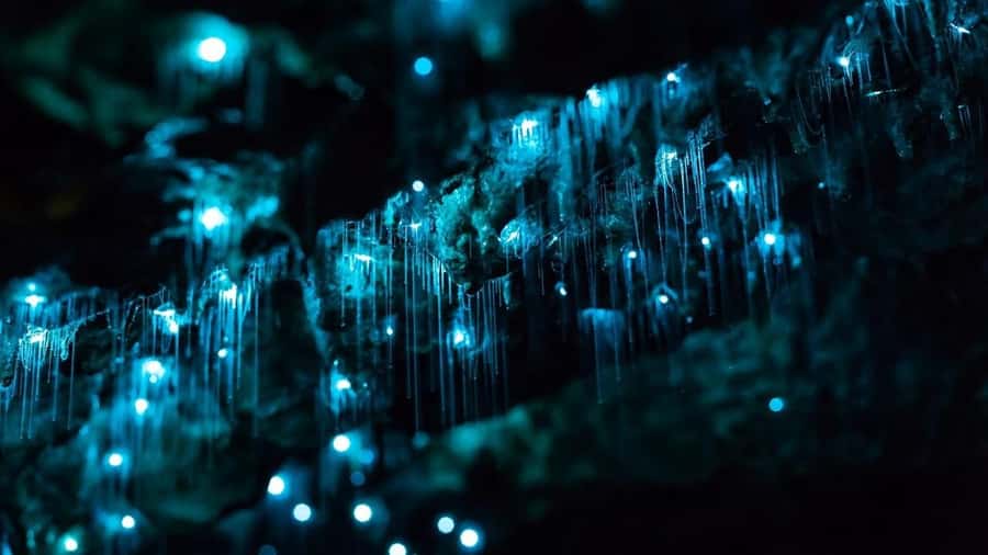 Byron Bay: Glowworms, Waterfalls & Rainforest Experience - From Byron Bay to the hinterland