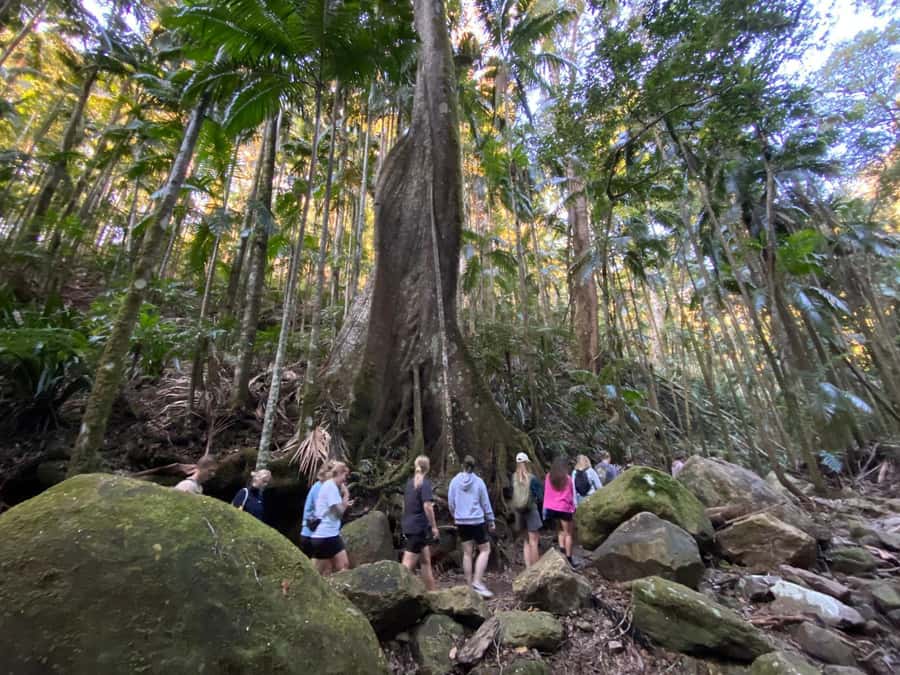 Byron Bay: Glowworms, Waterfalls & Rainforest Experience - Glowworms after dark