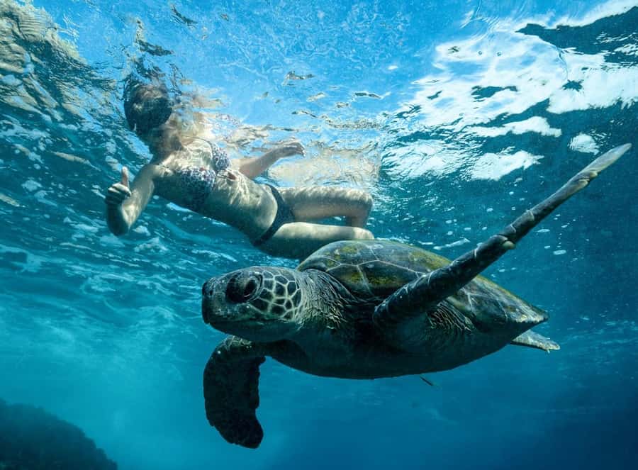 Byron Bay: Snorkeling Tour at Julian Rocks, Nguthungulli - Key points to know before you book