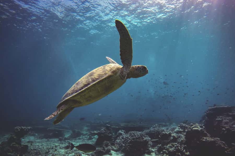 Byron Bay: Snorkeling Tour at Julian Rocks, Nguthungulli - Should you book the Julian Rocks snorkeling tour?