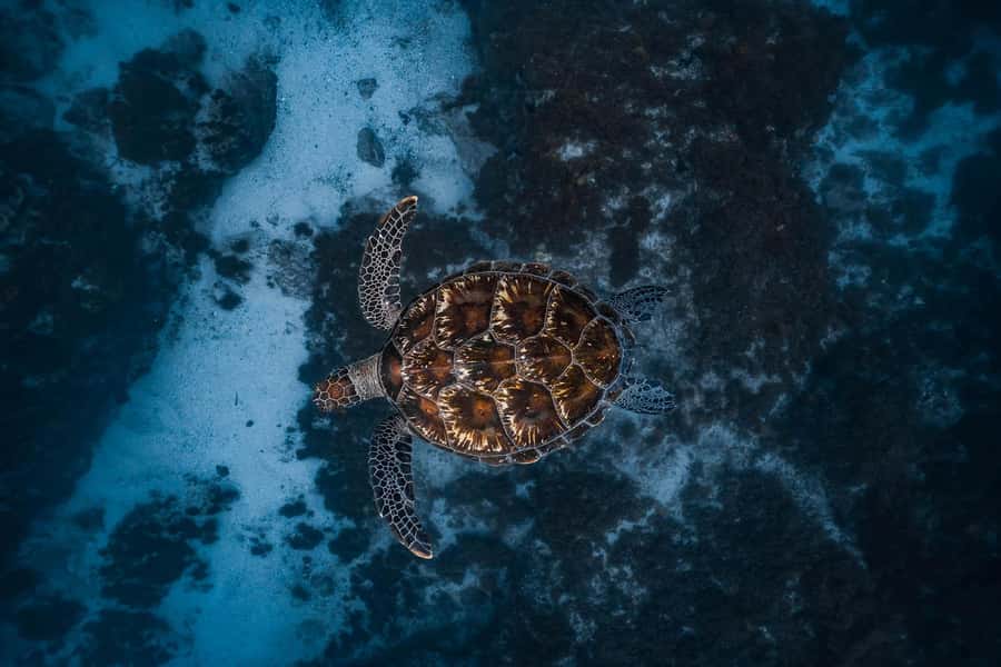 Byron Bay: Snorkeling Tour at Julian Rocks, Nguthungulli - Why Julian Rocks attracts so much marine life