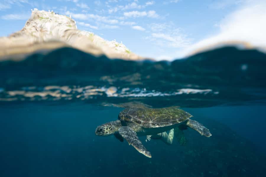 Byron Bay: Snorkeling Tour at Julian Rocks, Nguthungulli - Ninety minutes around Julian Rocks