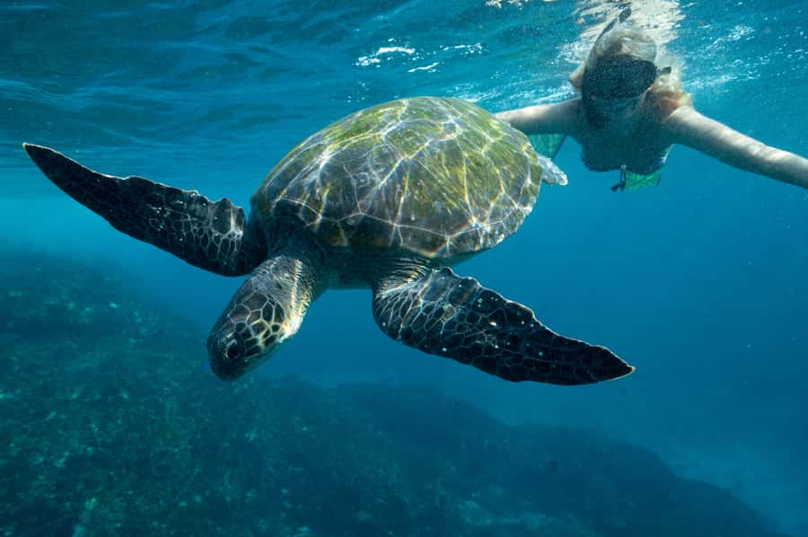 Byron Bay: Snorkeling Tour at Julian Rocks, Nguthungulli - What the snorkeling feels like in real conditions