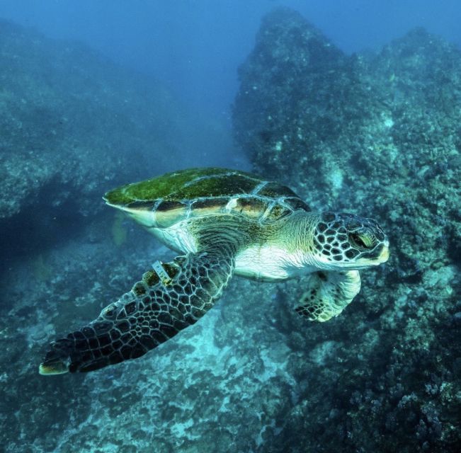Byron Bay: Snorkeling Tour at Julian Rocks, Nguthungulli - Practical timing and cancellation advice