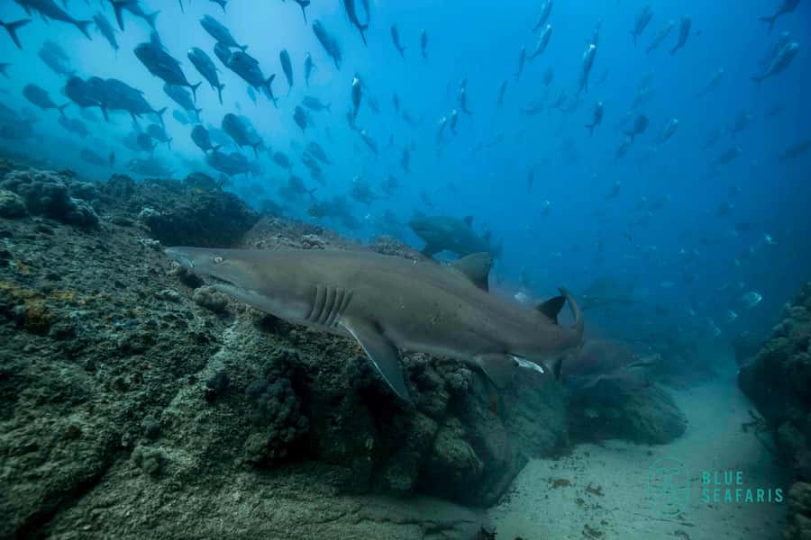 Byron Bay: Snorkelling Tour of Julian Rocks "Nuthungulli" - Who should book this outing?