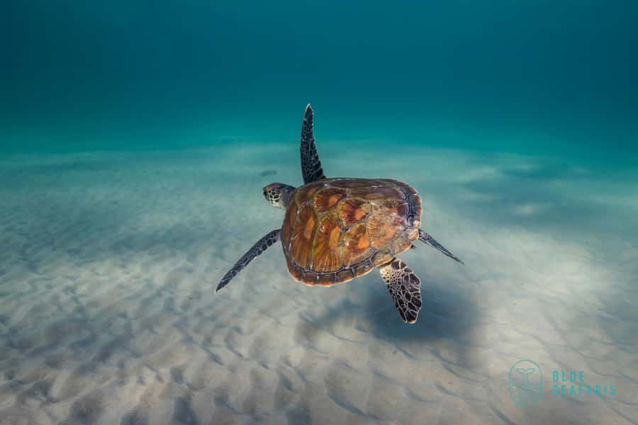 Byron Bay: Snorkelling Tour of Julian Rocks "Nuthungulli" - Seasonal timing and wildlife odds