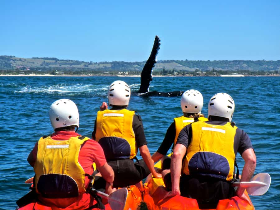Byron Bay: The Byron Bay Sea Kayak Tour - What the guides add to the experience