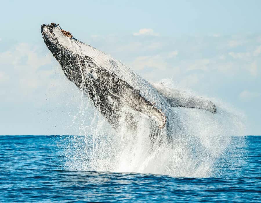 Byron Bay: Whale Watching Cruise with a Marine Biologist - Key points to know before you book