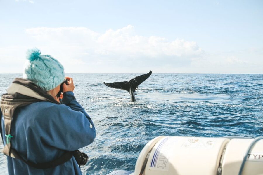 Byron Bay: Whale Watching Cruise with a Marine Biologist - Who will enjoy this whale cruise most?