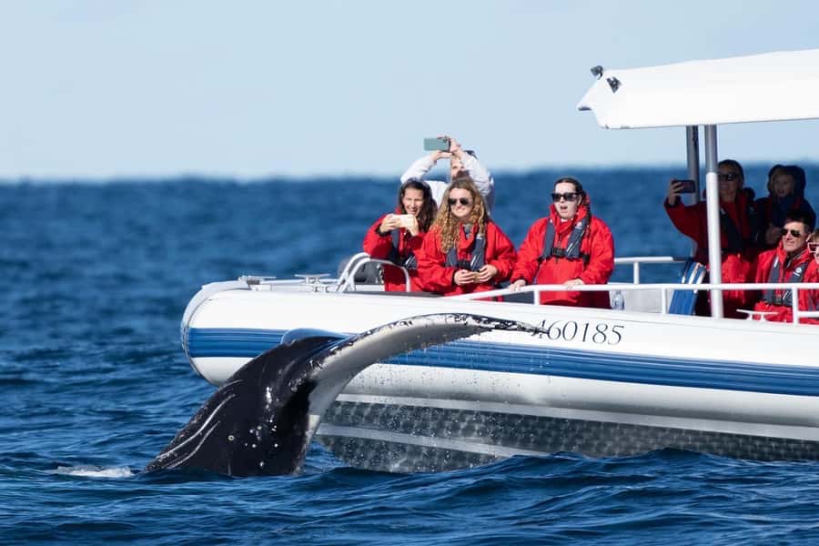 Byron Bay: Whale Watching Cruise with a Marine Biologist - Starting at Lance Ferris Wharf in Ballina