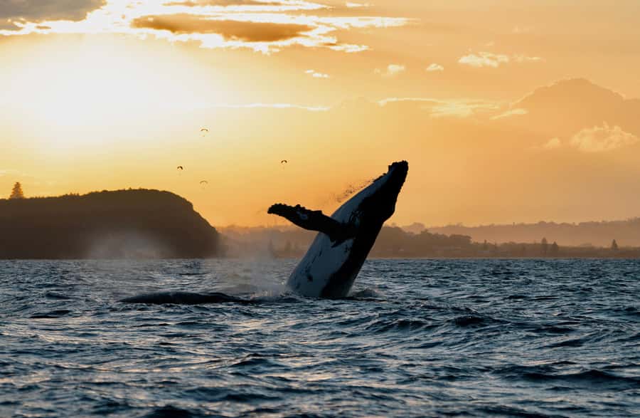 Byron Bay: Whale Watching Cruise with a Marine Biologist - Watching humpback whales along the Ballina to Byron coast