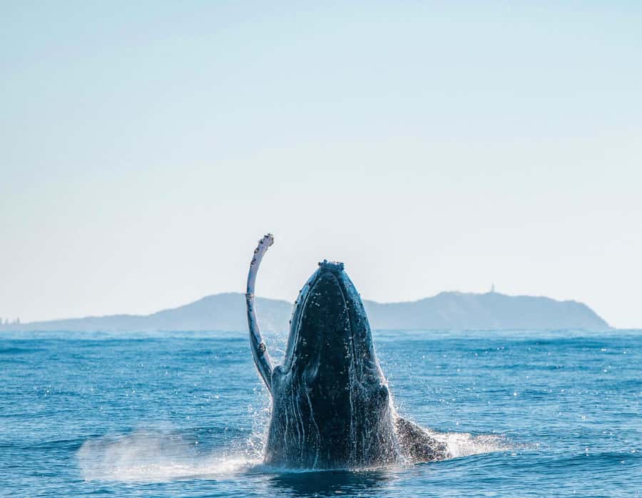 Byron Bay: Whale Watching Cruise with a Marine Biologist - Hearing live whale song underwater