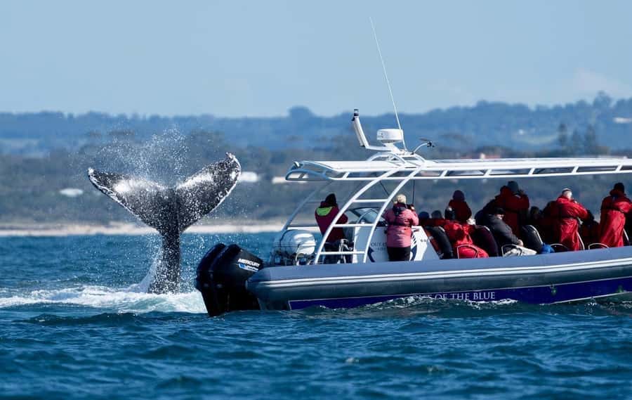 Byron Bay: Whale Watching Cruise with a Marine Biologist - The marine biologist and skipper make the difference