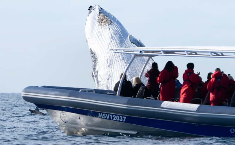 Byron Bay: Whale Watching Cruise with a Marine Biologist - Price, comfort, and what you receive for $91