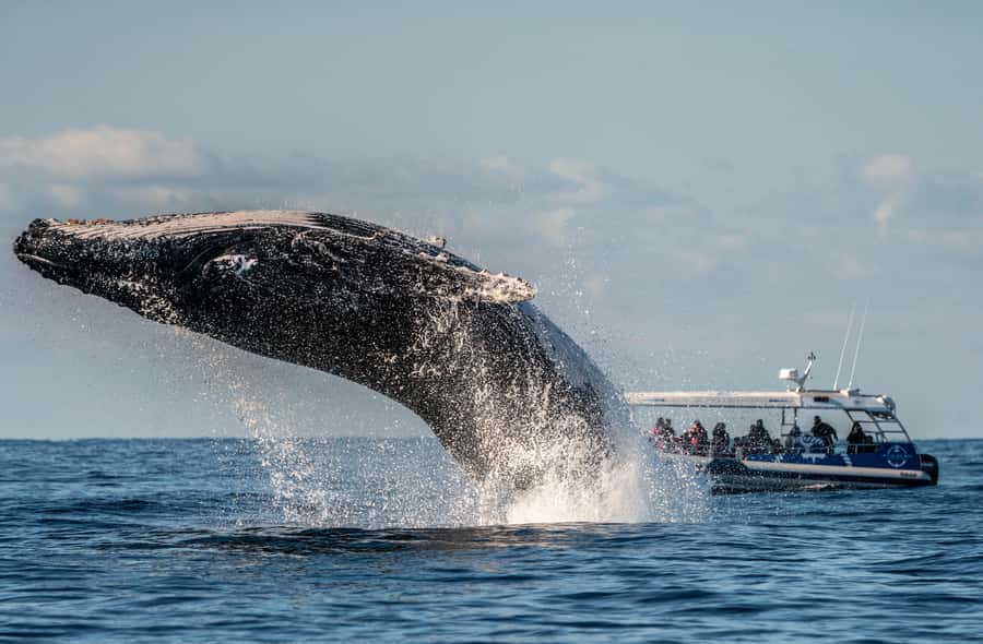 Byron Bay: Whale Watching Cruise with a Marine Biologist - Staying warm, dry, and steady on the water