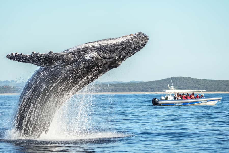 Byron Bay: Whale Watching Cruise with a Marine Biologist - Crossing into Cape Byron Marine Park