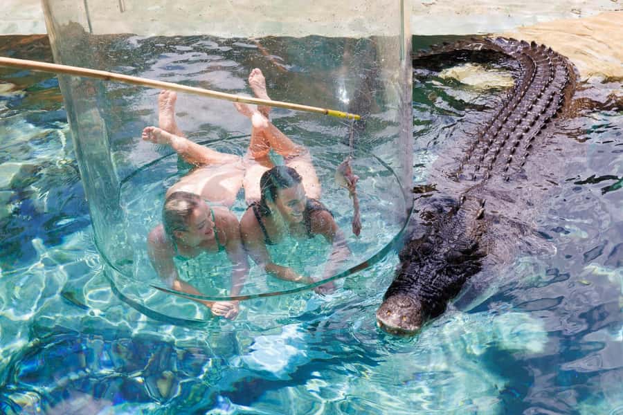 "Cage Of Death" Crocodile Swim and Entry to Crocosaurus Cove - Key points to know before booking