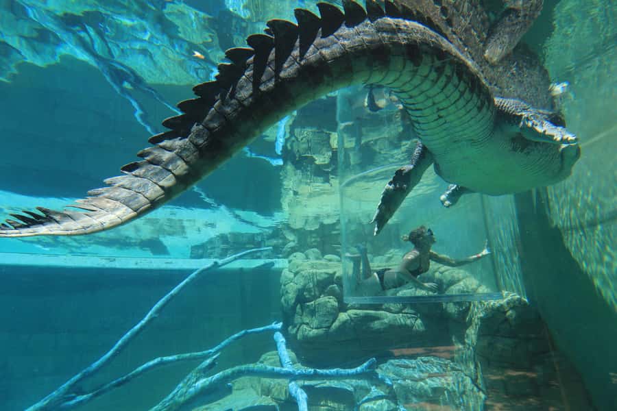 "Cage Of Death" Crocodile Swim and Entry to Crocosaurus Cove - Why the Cage of Death feels so different