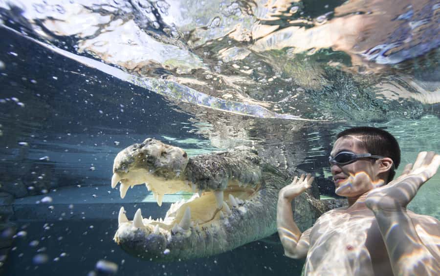 "Cage Of Death" Crocodile Swim and Entry to Crocosaurus Cove - Getting into the clear cage