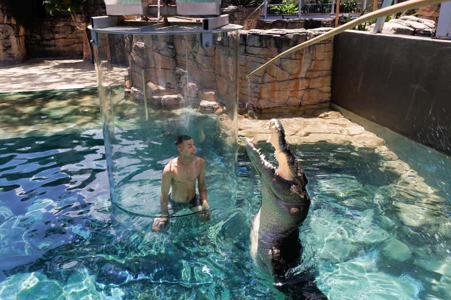 "Cage Of Death" Crocodile Swim and Entry to Crocosaurus Cove - The 15-minute crocodile encounter