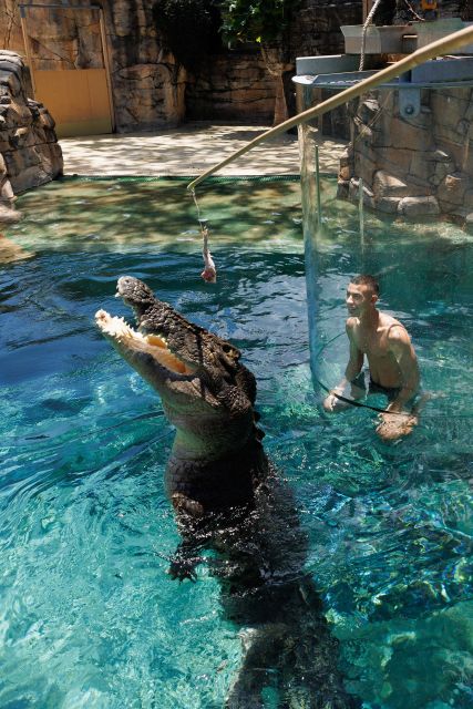 "Cage Of Death" Crocodile Swim and Entry to Crocosaurus Cove - What it is like to see the crocodile underwater