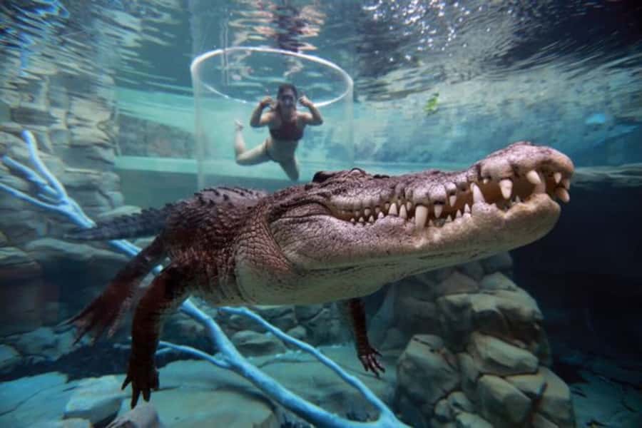 "Cage Of Death" Crocodile Swim and Entry to Crocosaurus Cove - Is $208 good value for two people?