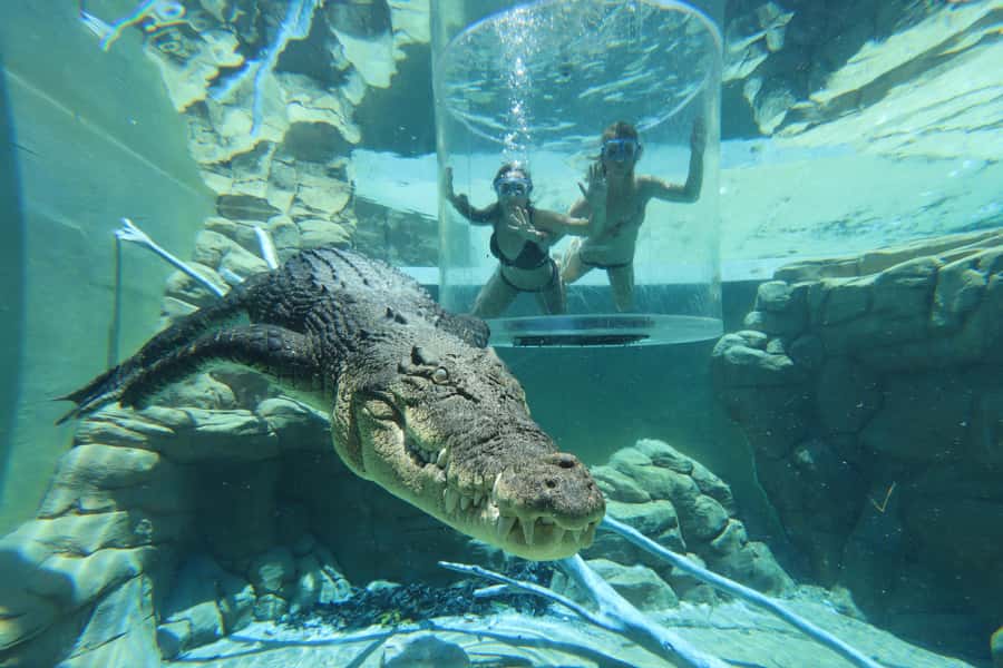"Cage Of Death" Crocodile Swim and Entry to Crocosaurus Cove - Who should book this experience?