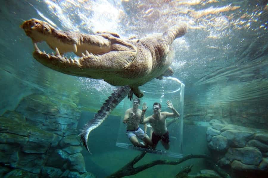 "Cage Of Death" Crocodile Swim and Entry to Crocosaurus Cove - Your first 30 minutes: safety before spectacle