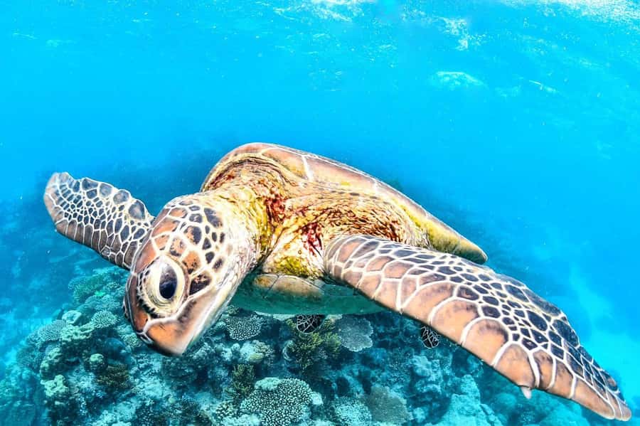 Cairns: 2-Day Great Barrier Reef & Daintree Rainforest Tour - Lunch, a freshwater swim, and Cape Tribulation