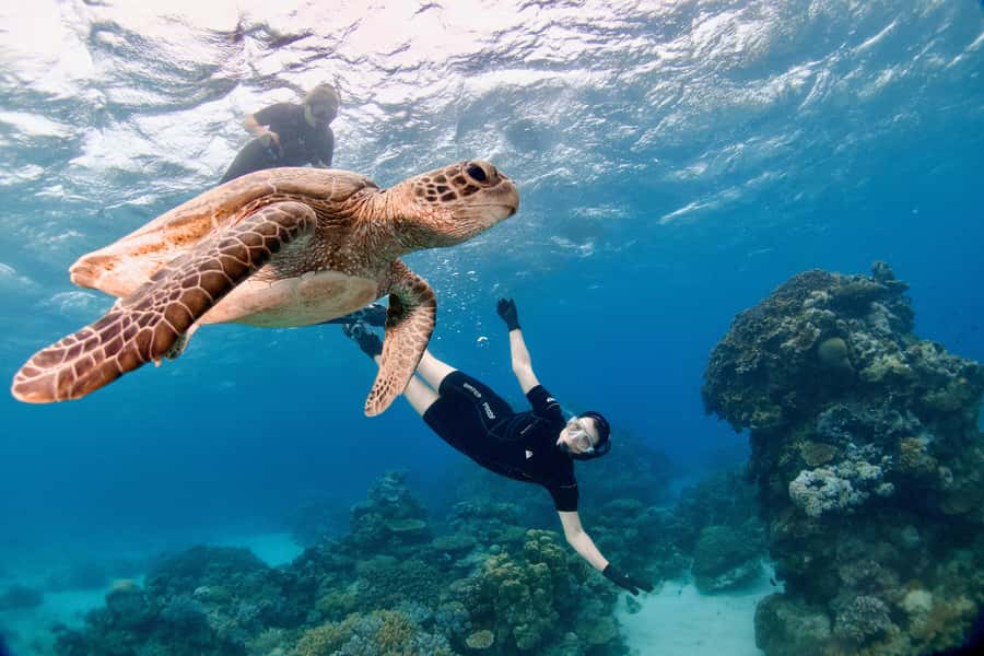 Cairns: All-Inclusive Great Barrier Reef Half-Day Snorkeling - Choosing one of 15 reef sites