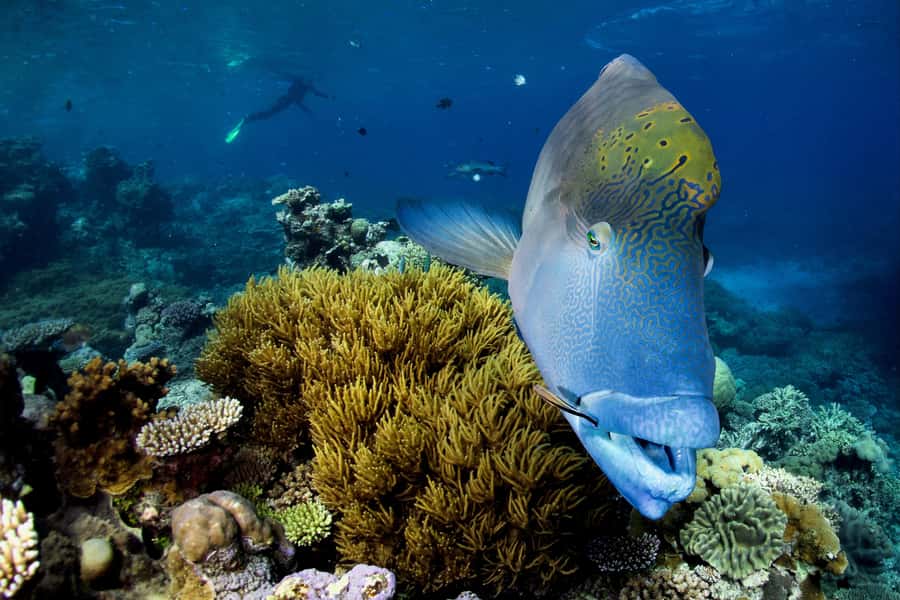 Cairns: All-Inclusive Great Barrier Reef Half-Day Snorkeling - Afternoon snacks and what is not included