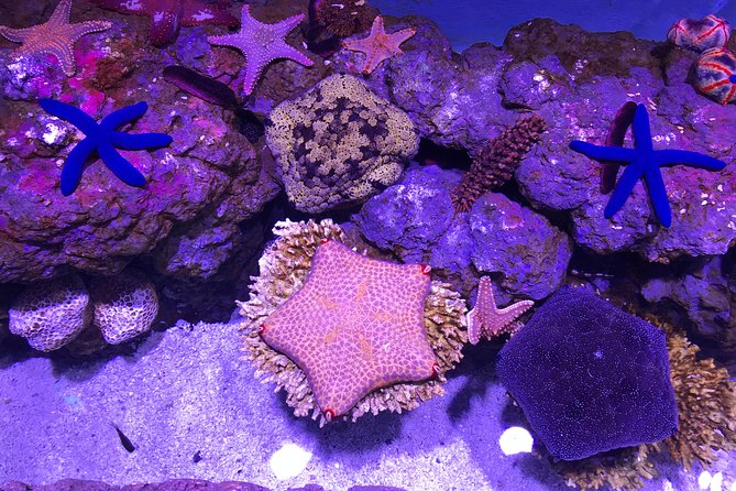 Cairns Aquarium Admission Ticket - Mangroves, coral, and the Great Barrier Reef