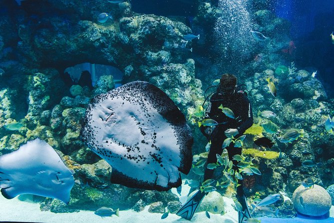 Cairns Aquarium Admission Ticket - Shark and ray feeding presentations
