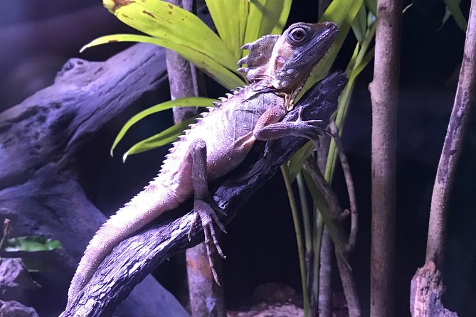 Cairns Aquarium Admission Ticket - The marine touch tank and sea turtle care