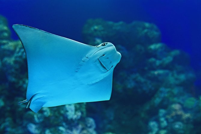 Cairns Aquarium Admission Ticket - How long to allow and how to plan your visit