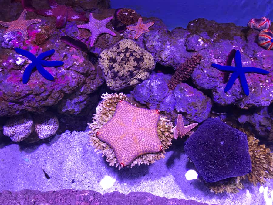 Cairns Aquarium General Admission Ticket - Key things to know before you go