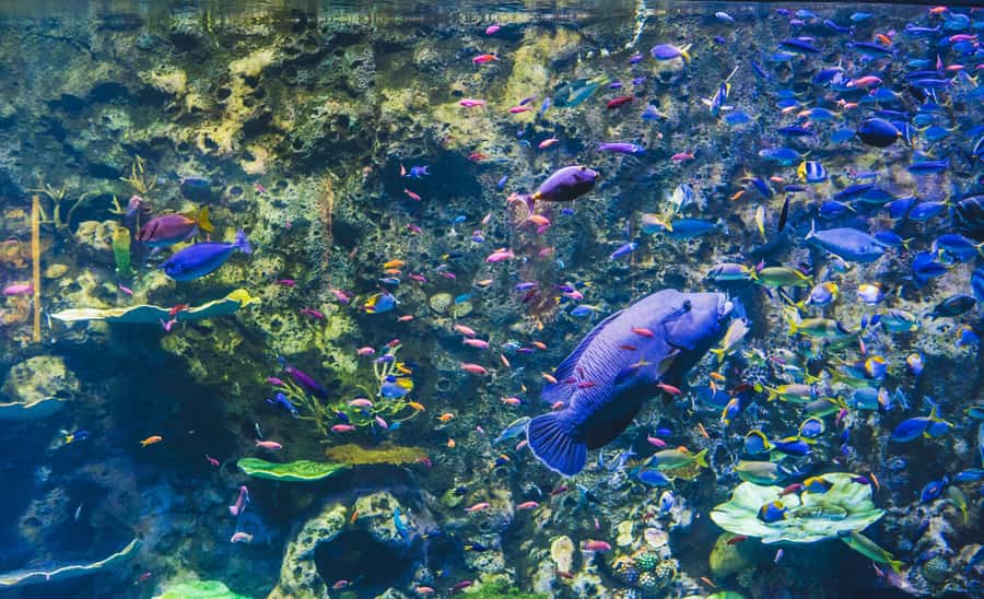 Cairns Aquarium General Admission Ticket - Is $41 good value?