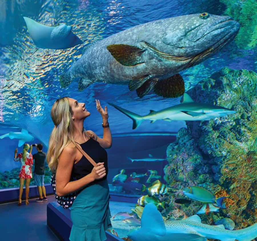 Cairns Aquarium General Admission Ticket - Starting in central Cairns