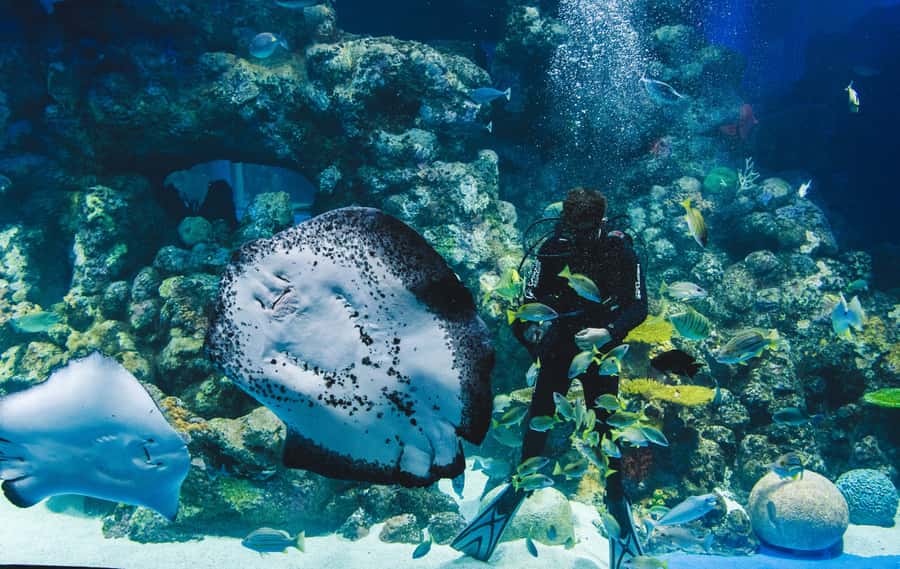 Cairns Aquarium General Admission Ticket - River Monsters and the freshwater habitats
