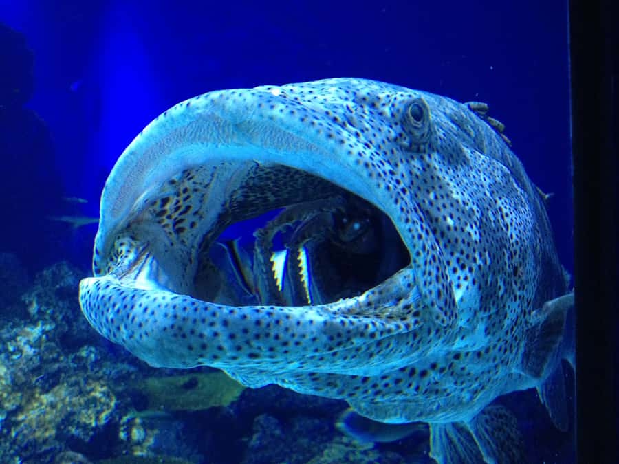 Cairns Aquarium General Admission Ticket - The 20-metre Oceanarium tunnel