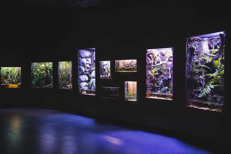 Cairns Aquarium General Admission Ticket - Coral Sea species and the deeper reef displays