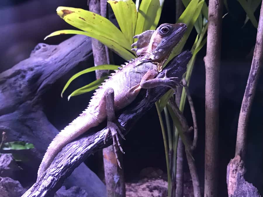 Cairns Aquarium General Admission Ticket - Talks, feeds, and hands-on moments
