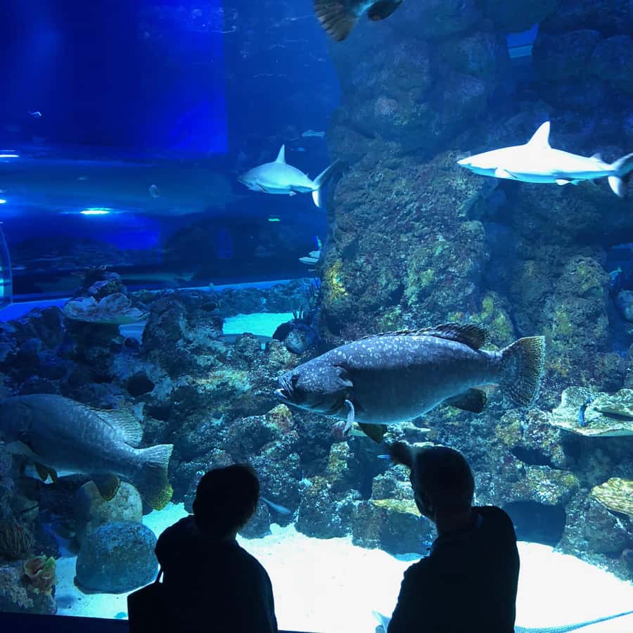 Cairns Aquarium General Admission Ticket - How long you need and how to plan your route