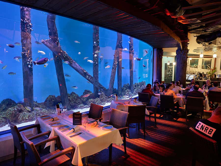 Cairns Aquarium General Admission Ticket - From ancient rainforest streams to the Great Barrier Reef