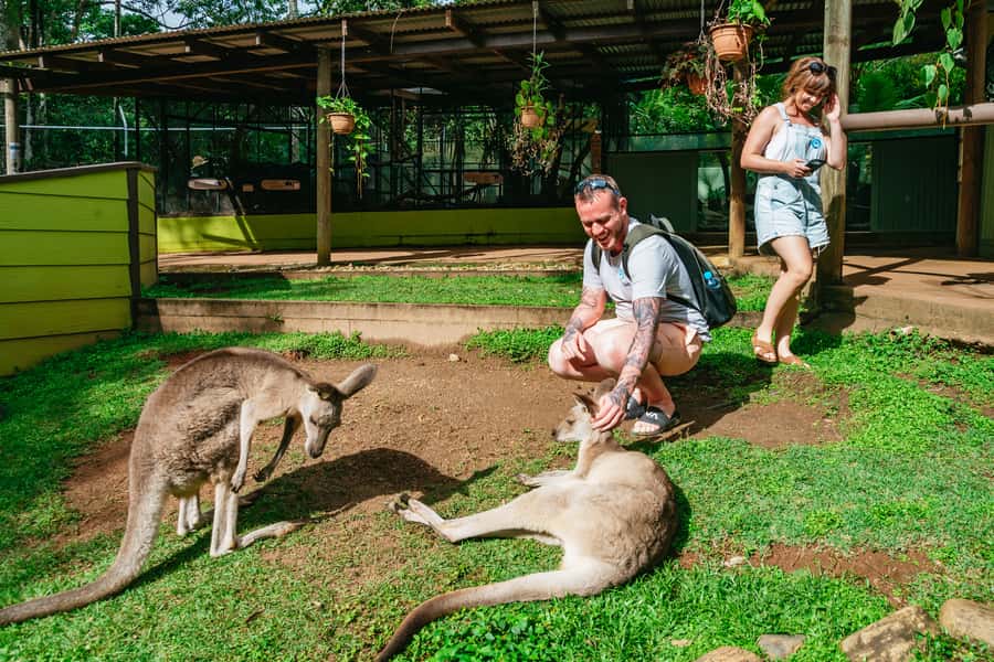Cairns: Best of the Kuranda Rainforest Full-Day Tour & Lunch - Key points to know before you book