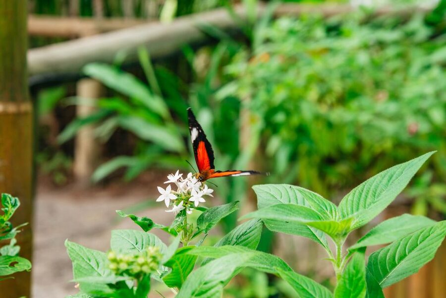 Cairns: Best of the Kuranda Rainforest Full-Day Tour & Lunch - Lunch and the Rainforestation Nature Park