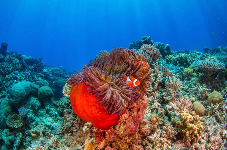 Cairns: Best Value All-inclusive Reef Trip With Scuba Dive - Wine, Cheese, and the Ride Back to Cairns